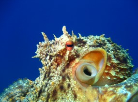 Octopus