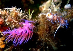 Nudibranch