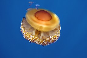 Fried-egg Jellyfish