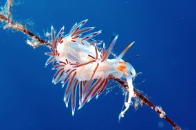 Nudibranch
