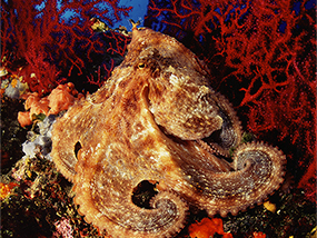 Octopus & Gorgonia