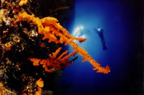 Diving Vranine